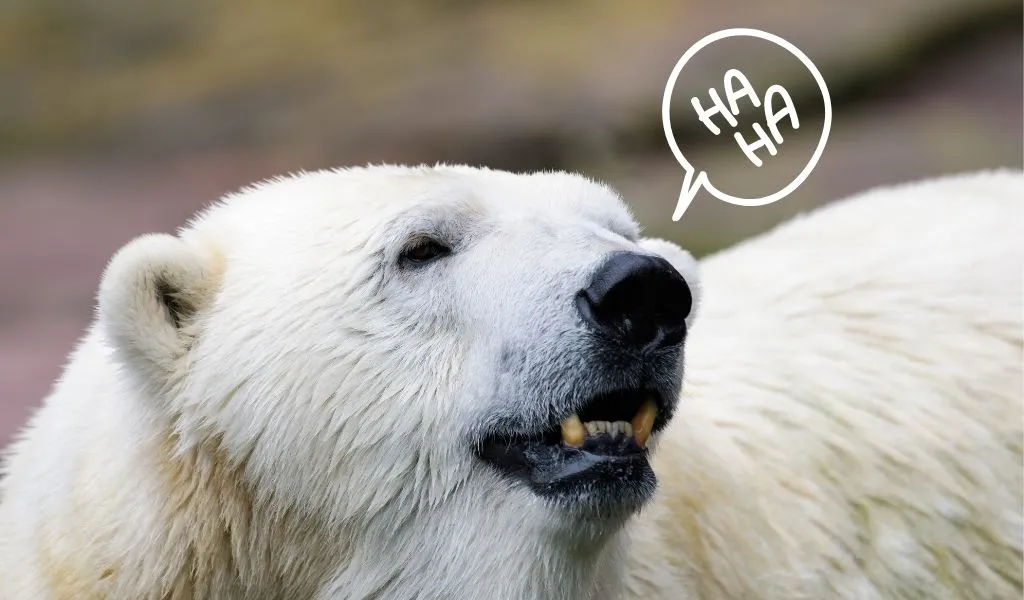 42 Polar Bear Jokes [Sure to Break the Ice]