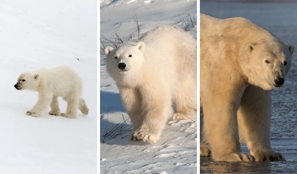 Polar Bear Lifecycle: From Birth to Death