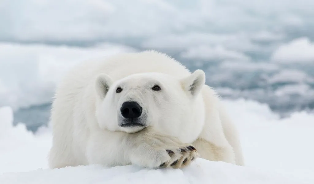 What Color is a Polar Bear? [The Answer is Not What You Think]