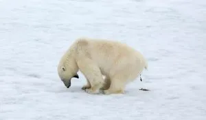 Do Polar Bears Scream When They Poop? [Mythbusting]