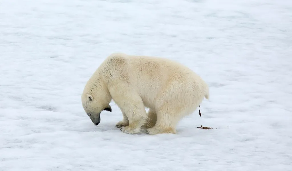 Do Polar Bears Scream When They Poop? [Mythbusting]