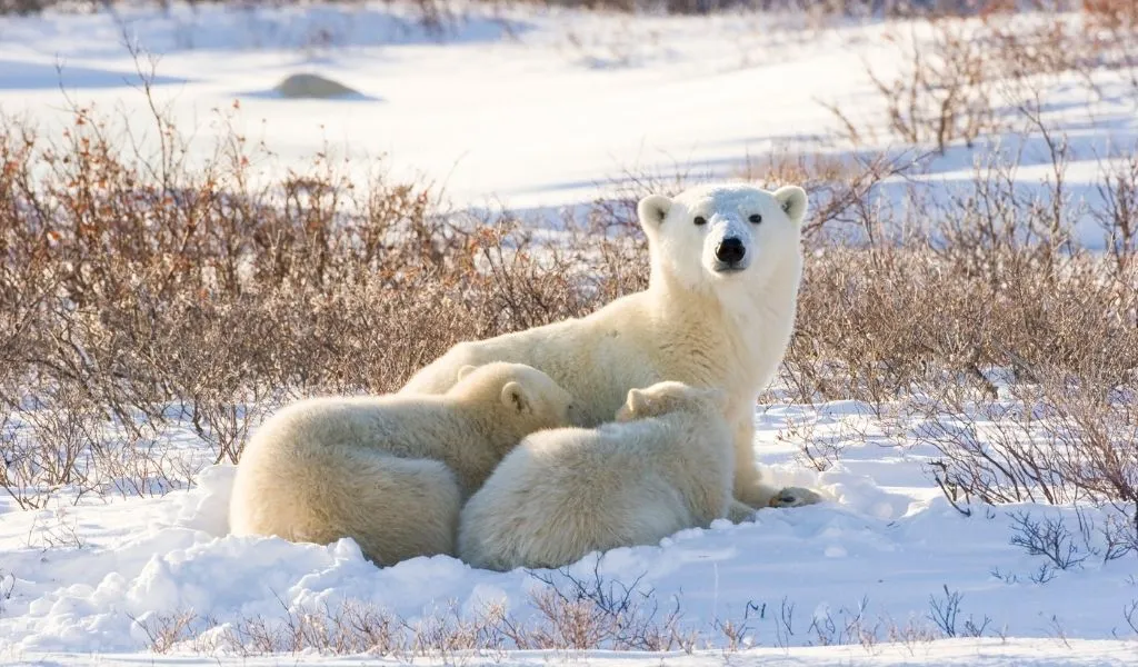 You are currently viewing How Do Polar Bears Reproduce? [Full Reproductive Cycle]