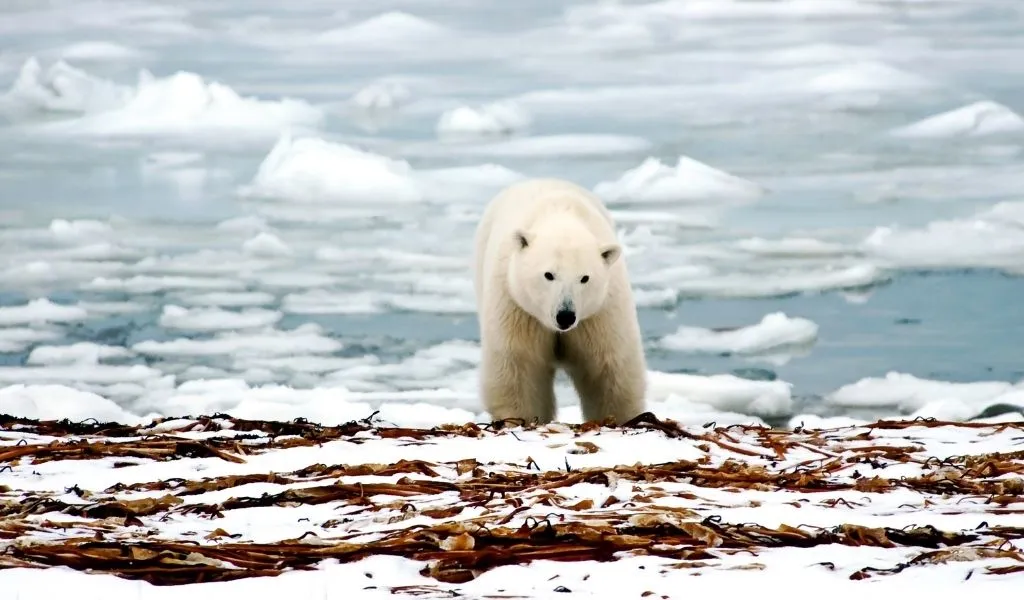 how-long-do-polar-bears-live
