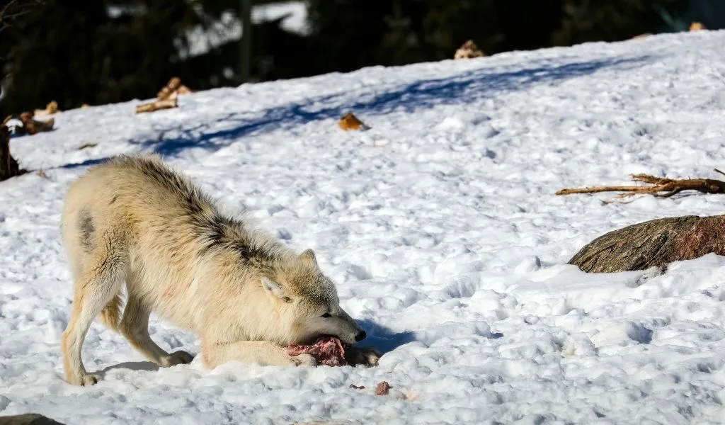 You are currently viewing Are Arctic Wolves Carnivores? What Do They Eat?