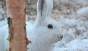 Are Arctic Hares Herbivores? What Do They Eat?