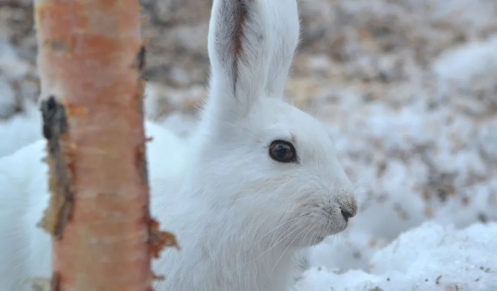 Are Arctic Hares Herbivores? What Do They Eat?