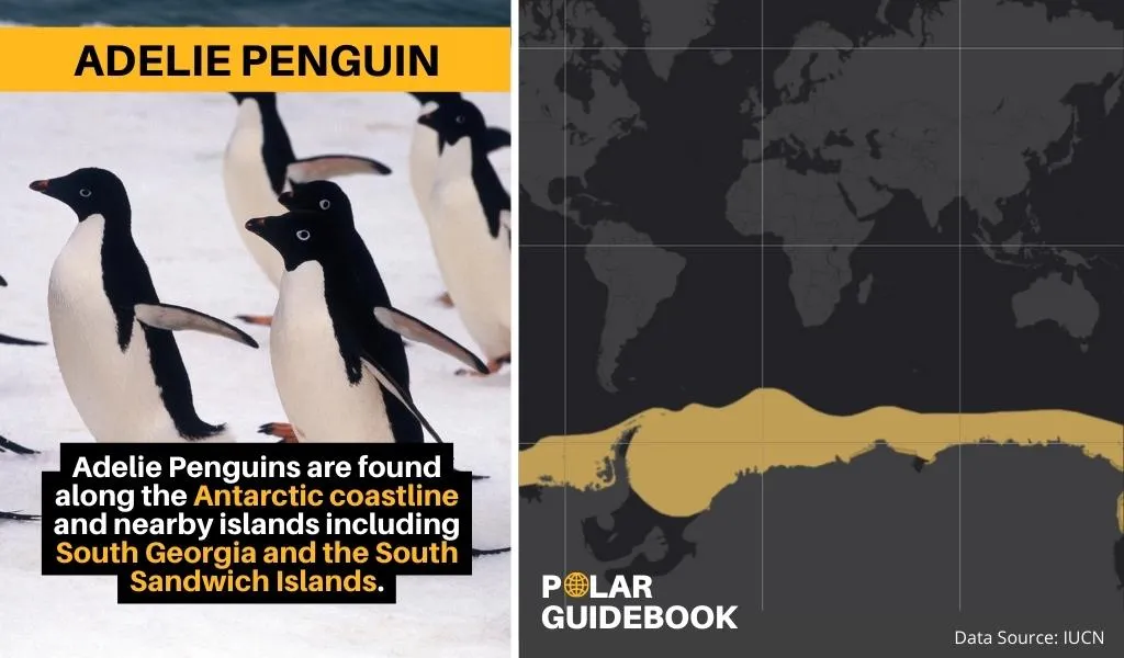 A map showing the geographic range of the Adelie Penguin.