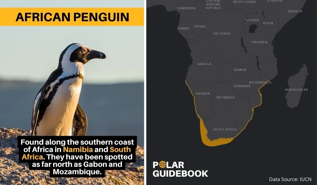 Geographic range of African Penguins shown on a map.