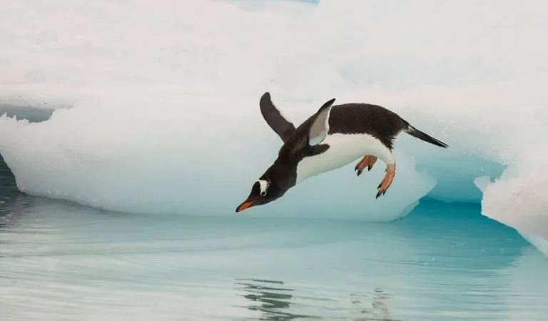 Are Penguins Birds or Mammals? [Birds – Here’s Why]