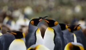 Are Penguins Monogamous? Do They Fall in Love?