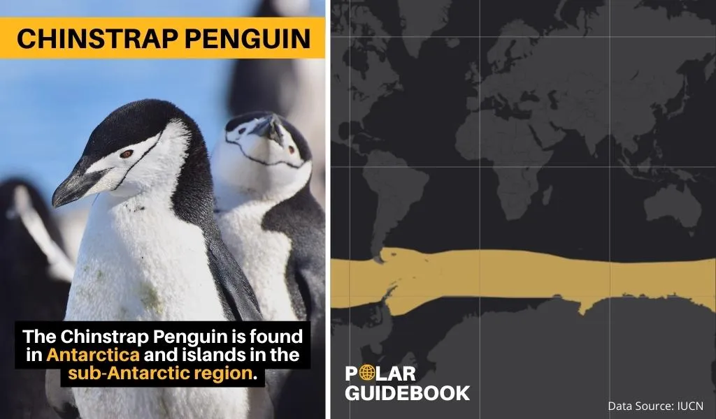 The geographic range of the Chinstrap Penguin on a map.