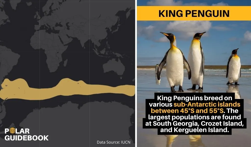 A map showing the geographic range of the King Penguin.