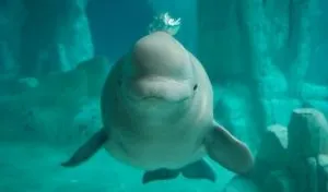 Read more about the article Do Beluga Whales Have Knees? [No – Here’s What They Really Are]