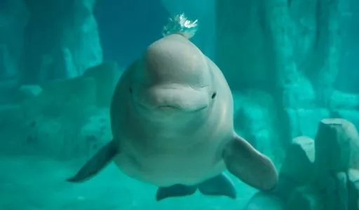 You are currently viewing Do Beluga Whales Have Knees? [No – Here’s What They Really Are]
