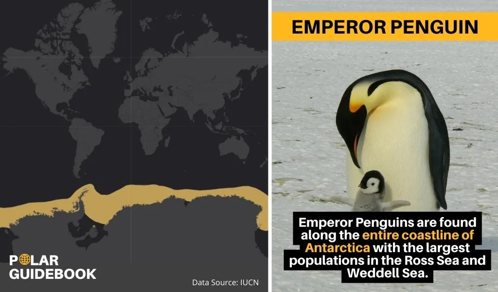 A map showing the geographic range of the Emperor Penguin.