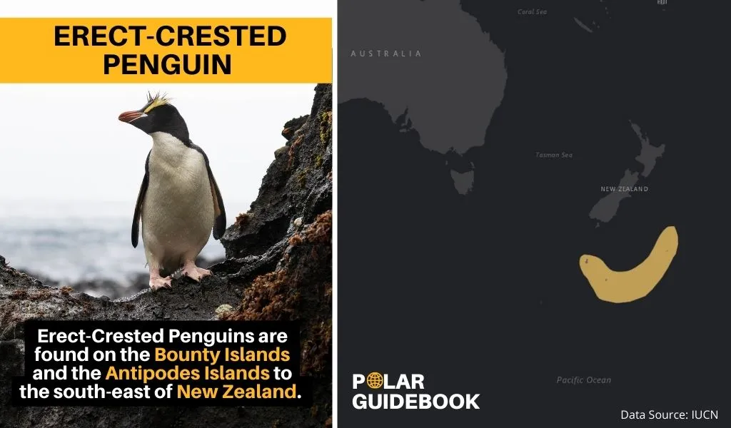 This map shows the geographic range of the Erect-Crested Penguin.