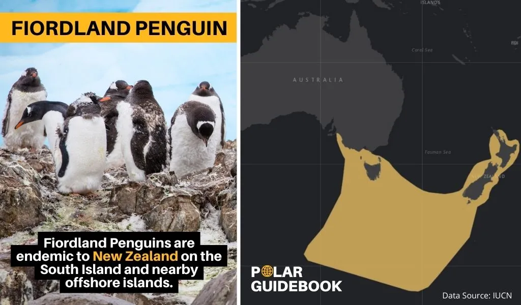 A map showing the geographic range of the Fiordland Penguin.
