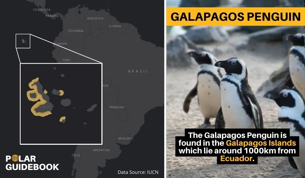 Geographic range of the Galapagos Penguin.