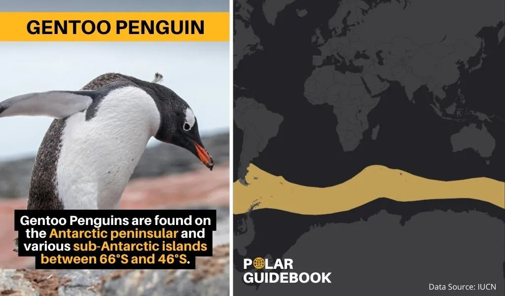 A map showing the geographic range of Gentoo Penguins.