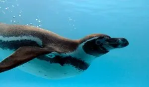 Read more about the article How Do Penguins Swim and Dive So Well? [and Other Questions]