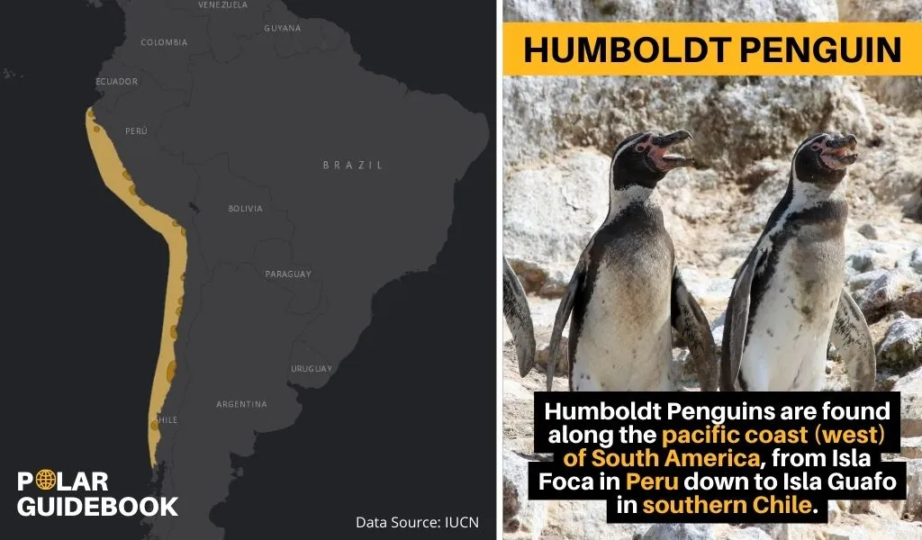 A map showing the geographic range of the Humboldt Penguin.