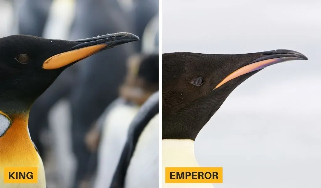 Side by side view of the emperor and king penguin beaks with colored patches