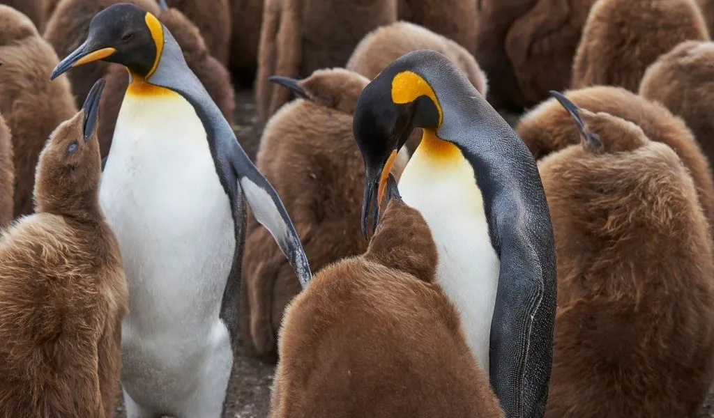 Black and white king penguins with their brown fluffy chicks