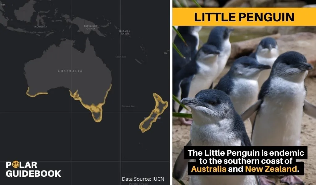 A map showing the geographic range of the Little Penguin.