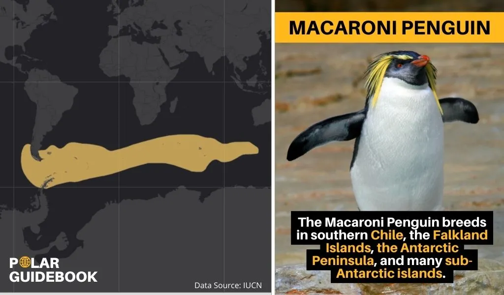 A map showing the geographic range of the Macaroni Penguin.