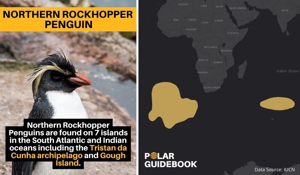 A map showing the geographic range of the Northern Rockhopper Penguin.