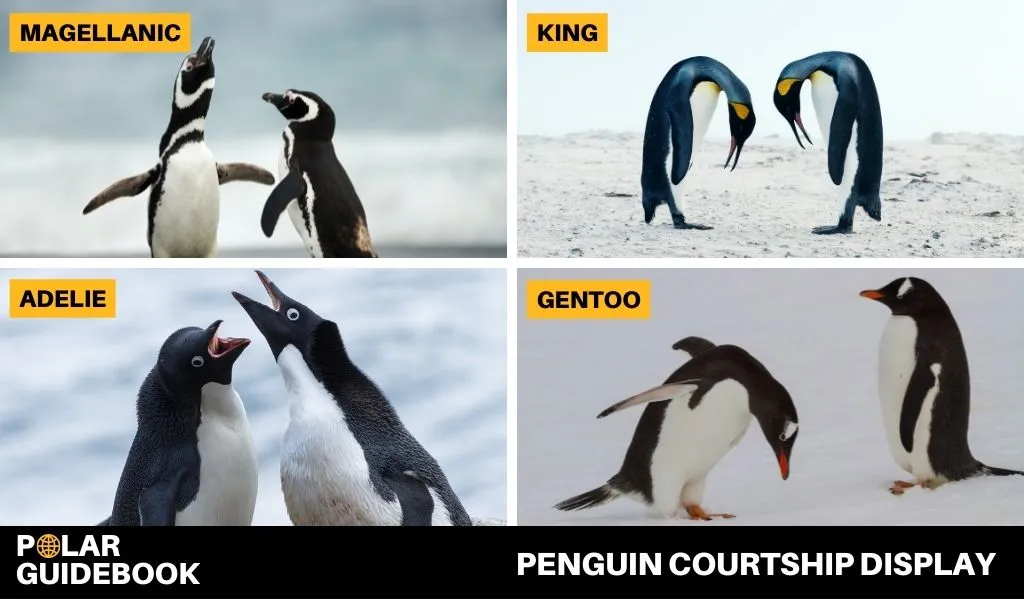 Penguin courtship display among Gentoo, Adelie, Magellanic, and King Penguins