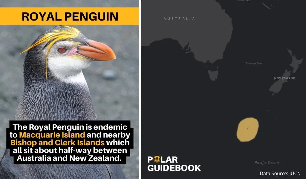 A map showing the geographic range of the Royal Penguin.