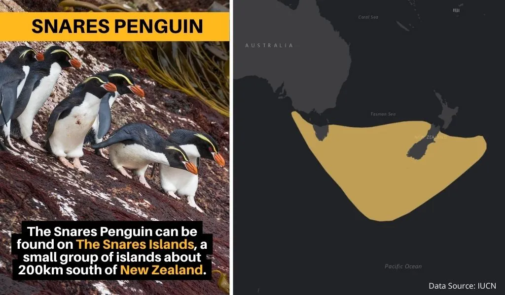 A map showing the geographic range of the Snares Penguin.