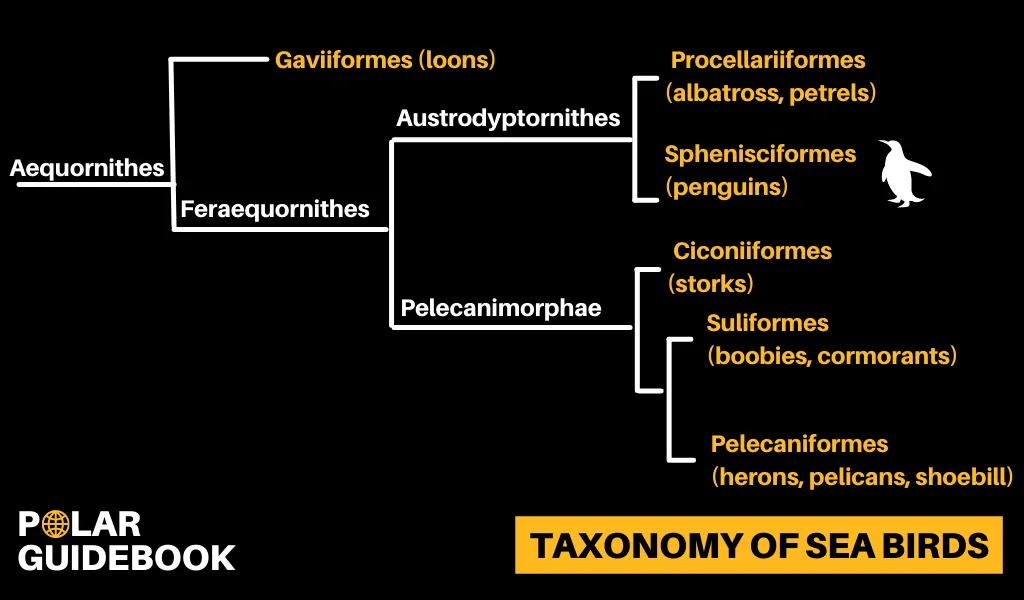 A taxonomy chart showing where penguins sit within the classification of sea birds.