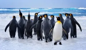 Read more about the article Why Are Penguins Black and White? [Full Color Palette Explained]