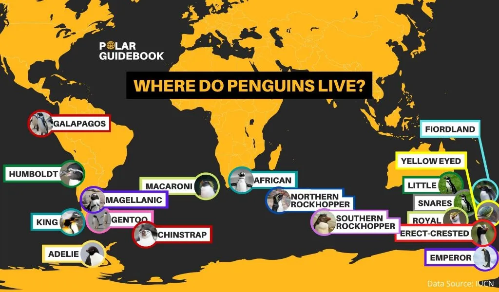 This would map shows where each penguin species lives in the southern hemisphere based on their main breeding location according to the IUCN.