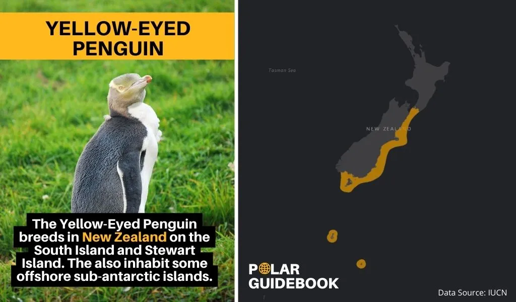A map showing the geographic range of the Yellow-Eyed Penguin.