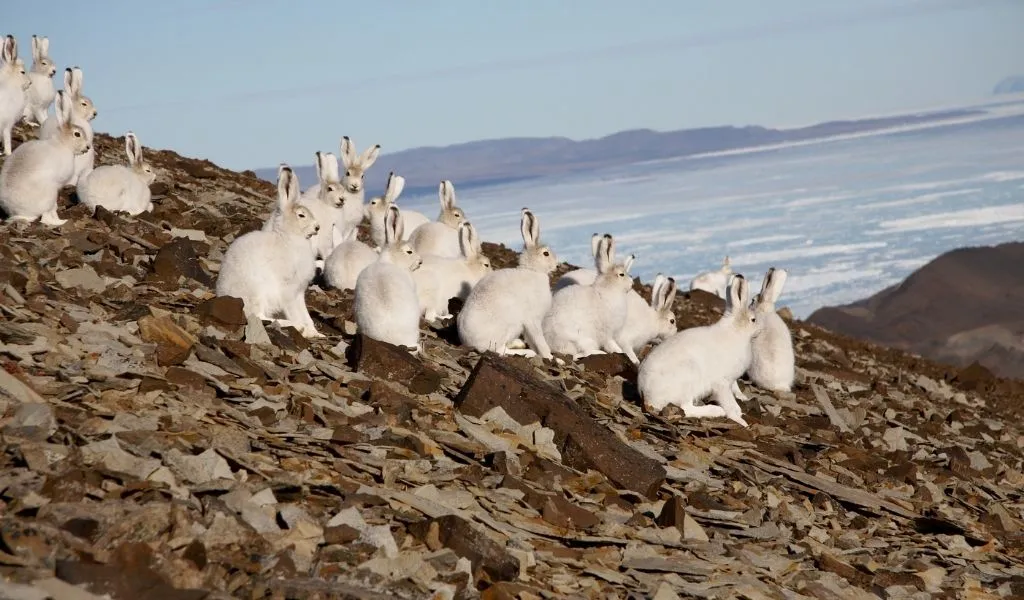 Are Arctic Hares Herbivores? What Do They Eat? - Polar Guidebook