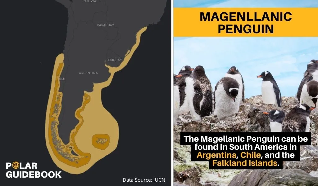 A map showing the geographic range of the Magellanic Penguin.