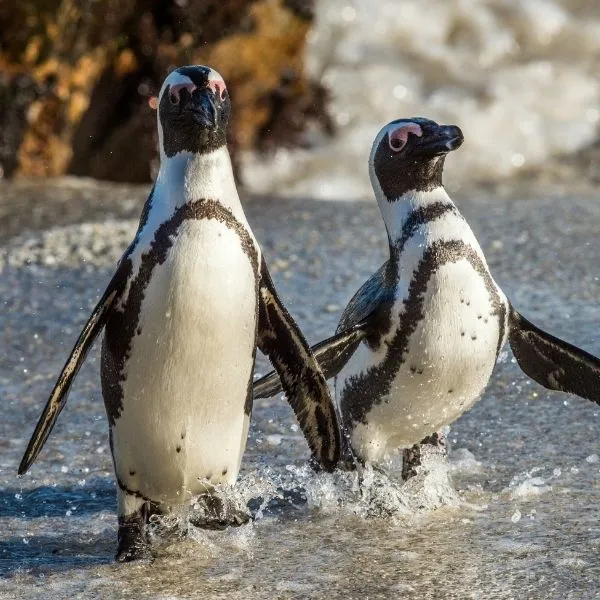 Two small African Penguins