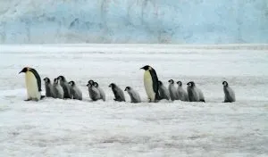How Many Penguins Are Left? Why Are They Endangered?