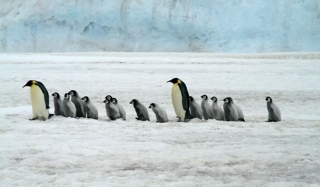 How Many Penguins Are Left? Why Are They Endangered?