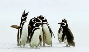 Read more about the article How Long Do Penguins Live?