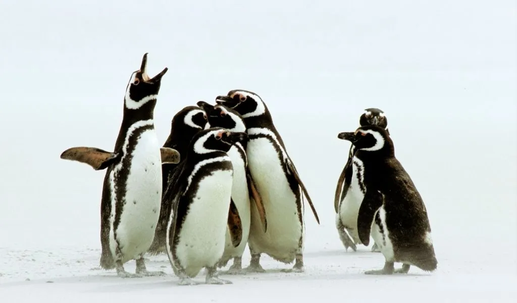 How-long-do-penguins-live