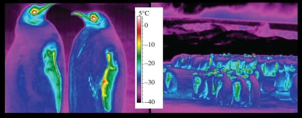 Photos of penguins using an infrared camera which shows how their flippers, eyes, and beak are the only part of their body to lose heat.