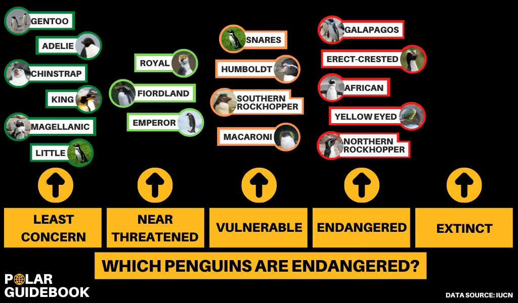 Chart showing the endangered status of each penguin species according to the IUCN