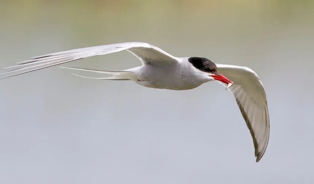Why Do Arctic Terns Migrate? Where Do They Go?