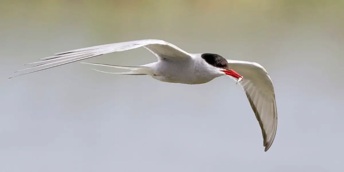 Why Do Arctic Terns Migrate? Where Do They Go?