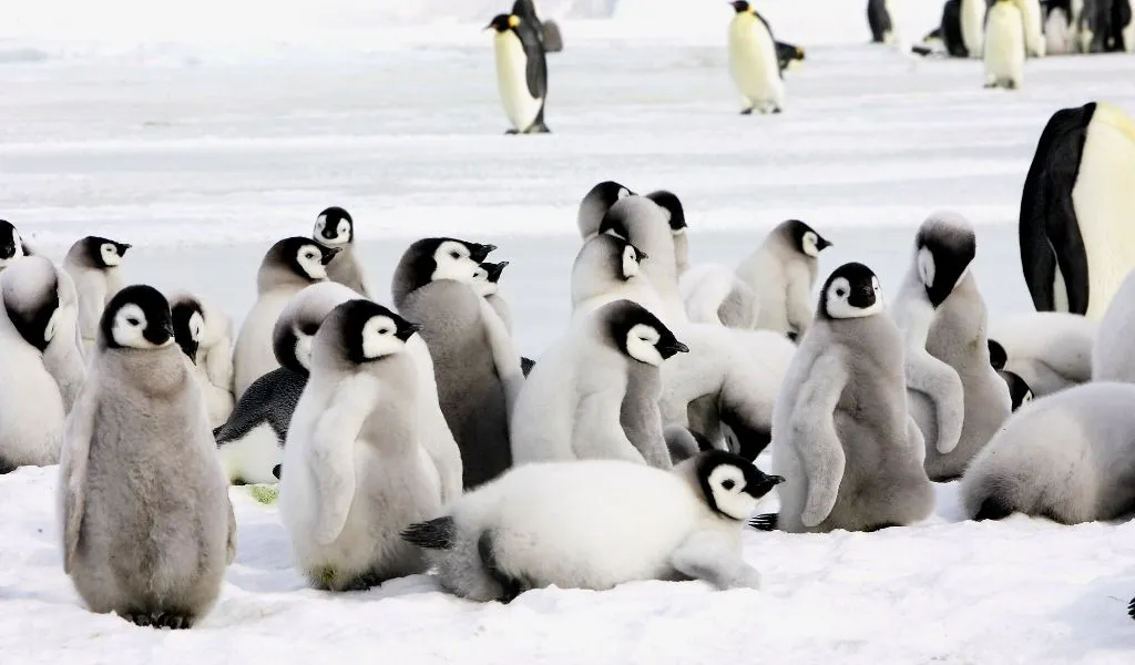 a small group of emperor penguin chicks gather in a creche without any adults.