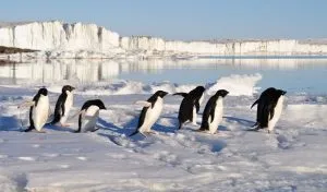 Read more about the article Can You Eat Penguins or Their Eggs? What Do They Taste Like?